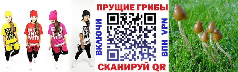 Псилоцибиновые грибы Cubensis  купить  цена  Белогорск 